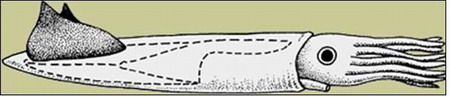 rekonstrukce belemnita
size: 17259 bajtů, 450 x 97 px. obrázek rekonstrukce belemnita